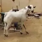 فحل بيشي فاخر