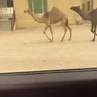 بكره كفوو