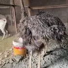 الافريقي