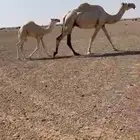 خلفه تحتها قعود كفو