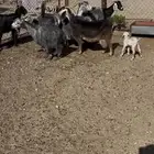 معزى ديره عربيات7(مبيوعه)