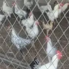 دجاج بلدي