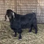 تيس فحل عربي اجم