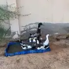 بط للبيع