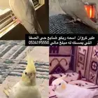 مفقود