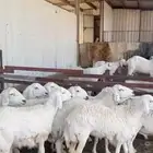 غنم حريه 10 روس