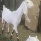 سوق المواشي الاحساء