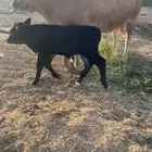 بقره المانيه صنف ام ثاني يتبعها عجل عمره عشر أيام