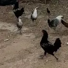 للبيع دجاج فيومي