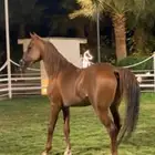 خيل شعبي شيخخخ ماشالله