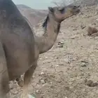 بكره ساحليه ملاقي للبيع