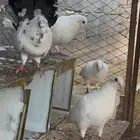 حمام