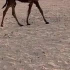 قعود رماني مستقبل فحل