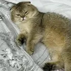 طالب تزواج لي التزواج فقط