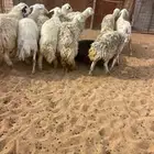 حريات حرش طيبة