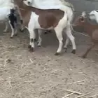 عرس منادي كفو