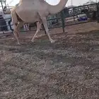 القحاه 11شهر سنه الرباعي