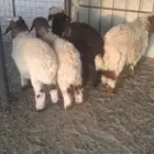 بهم