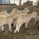 سواكن مربا فل شحم شي فاخر