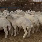 بهم جبر