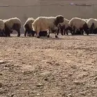 نعيم بلدي ضحايا كله لعدد 39