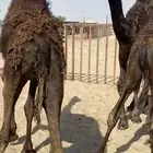 قعدان بريه فواخر