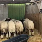 ذبايح نعيم يوجد وصلاخ