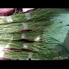 مرخ طازج يومي