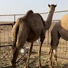 ناقه شقحى الي بطنها ثانيها