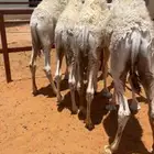 قعدان