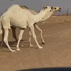 قعدان حكوميه بواتل للبيع في مزرعه الامير