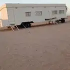 غرفه سحب على رأس الطول 16 تقريبا