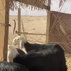 للبيع بهم نجد طليان نجد تم البيع