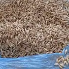 شعير نظيف للبيع