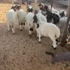 بهم نعيم ((تم البيع))