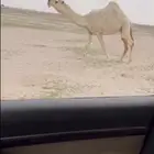 للبيع ضريبه رمانيه كفوو