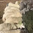 طليان حري مع الذبح والتوصيل داخل مكه