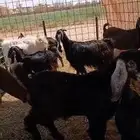 تيسين عارضيات مشروع فحول