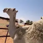 حاشي