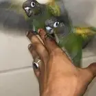 فروخ كنيور لون مميز