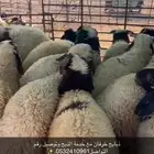 ذبايح عرعر