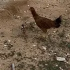 دجاج باكستاني