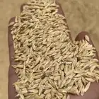 شعير سداسي نظيف