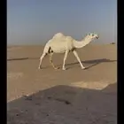 لقحه وضحا
