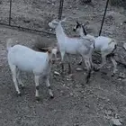 3 معزا دفيع الموقع سبت العلايه