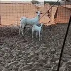 عنز بشيه معه تيس والسن رباع