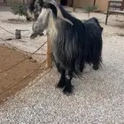 فحل عارضي شرط القريع