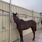 الفرس كفو لايجي الا صامل