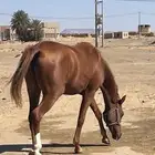 فرس