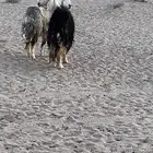 شياه نجديه صنف الصنف حبيصيه مهجنه مع نجدي ابيع شياه حيل